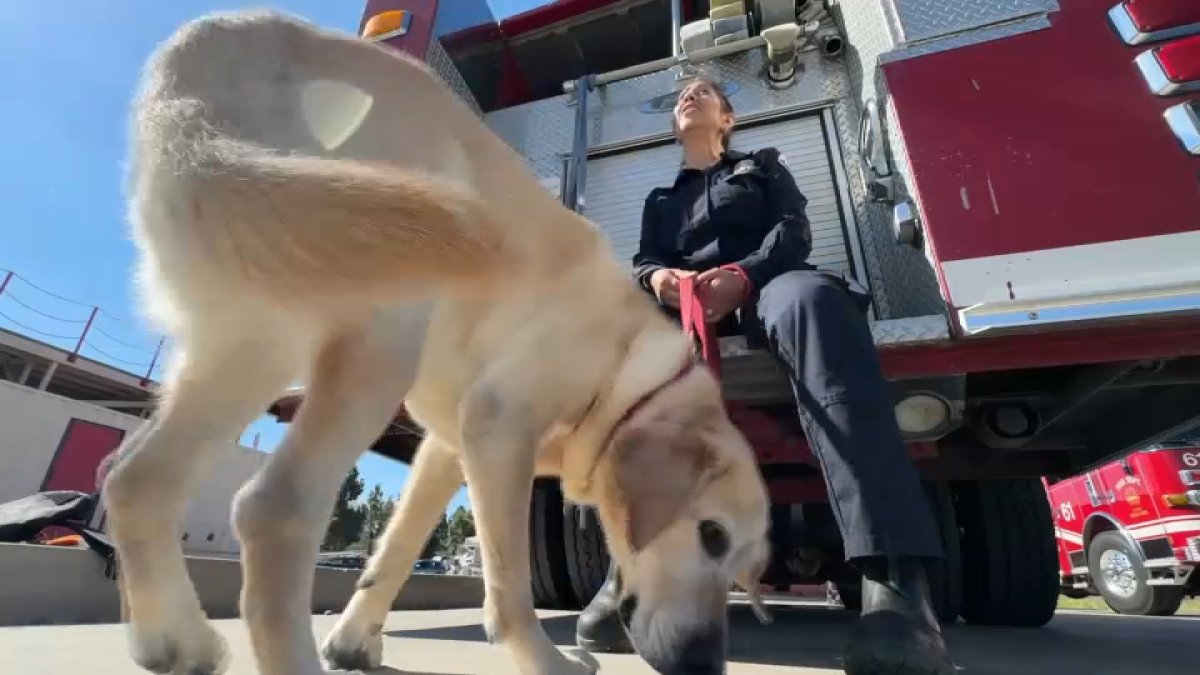 Fire detection K-9 teams train in Chula Vista – NBC 7 San Diego