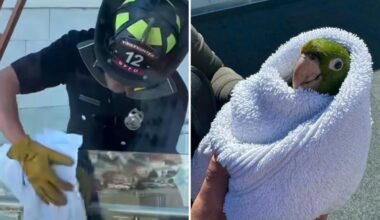 SF firefighters rescue wild parrot with head stuck in balcony