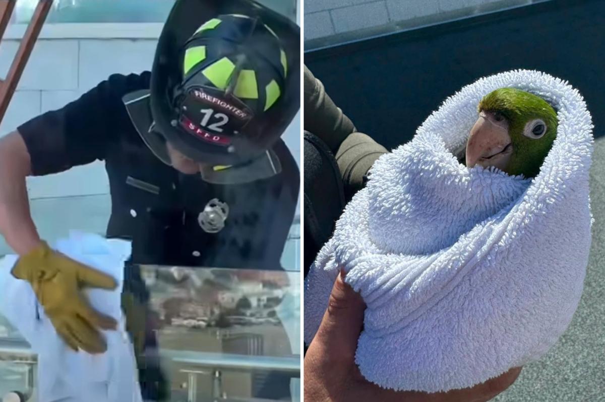 SF firefighters rescue wild parrot with head stuck in balcony