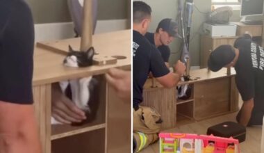 California firefighters rescue kitten trapped inside entertainment center