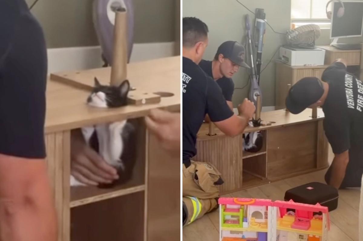 California firefighters rescue kitten trapped inside entertainment center