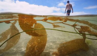 California officials allow plans for the country's biggest kelp farm to move forward