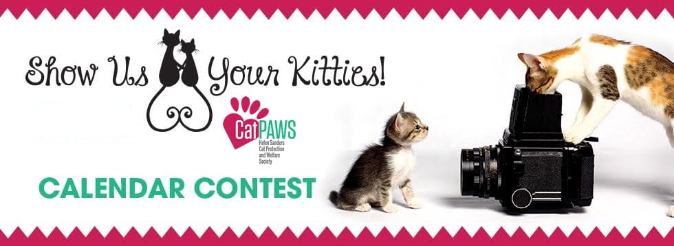 Two kittens play with a camera under the title "Show Us Your Kitties!"