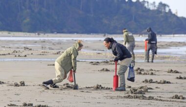 Razor clam season set to start Oct. 9