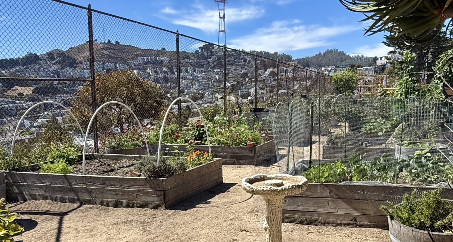 The Plots Thicken: We Rate Our Favorite SF Community Gardens