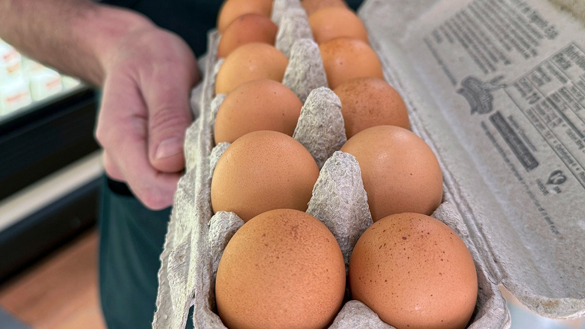 Happy Hens farm in Ramona voluntarily recalls eggs after Salmonella outbreak – NBC 7 San Diego