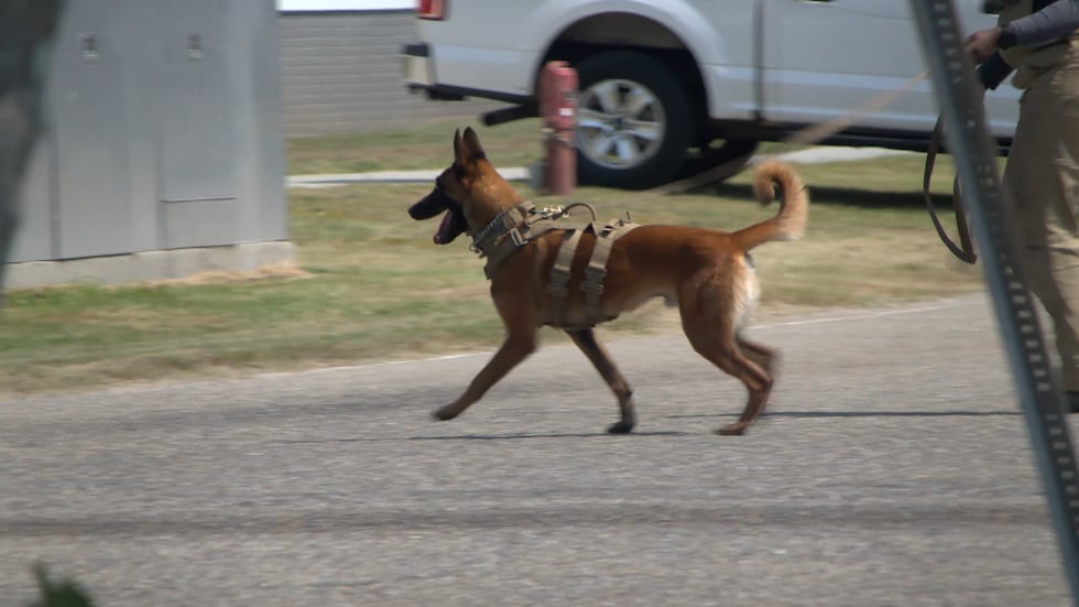 Dogs from Keesler Air Force Base and the Seabee Base searched for explosives.