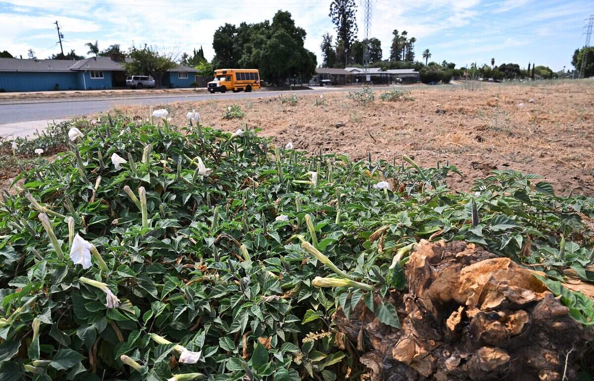 A planned 104-unit housing project featuring cottage-style homes will be located along Belmont Ave. just west of Clovis Ave.. Photographed Tuesday, Sept. 8, 2026 in Fresno.