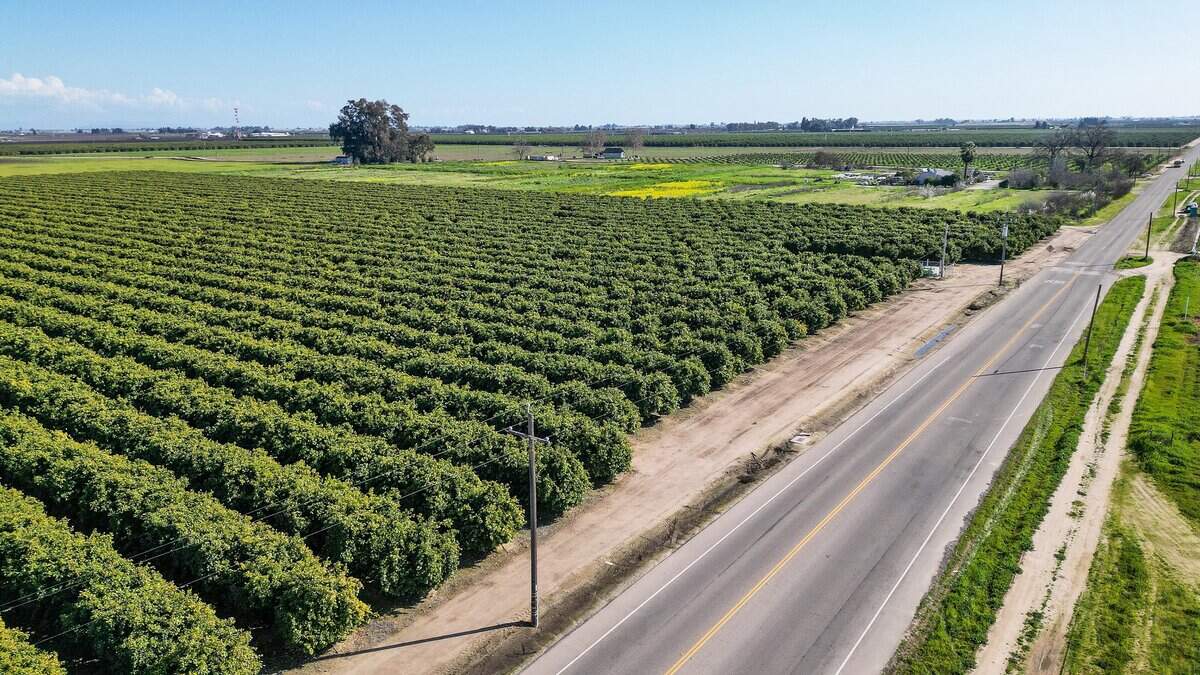 An orange orchard lines Temperance Avenue just south of Jensen southeast of Fresno on Thursday, Feb. 12, 2026. This is the northwest corner of land known as the Southeast Development Area, or SEDA, a 9,000-acre swath of unincorporated Fresno County land where Mayor Jerry Dyer and his administration are proposing the development of 45,000 homes.