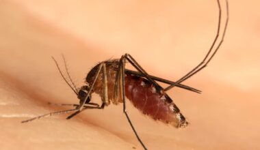 Probable human case of West Nile Virus detected in Oakland County -- tips to prevent mosquitoes