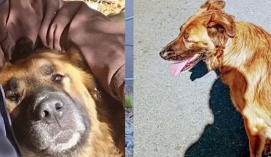 Federal judge blocks euthanasia of Berkeley service dog amid legal battle – NBC Bay Area