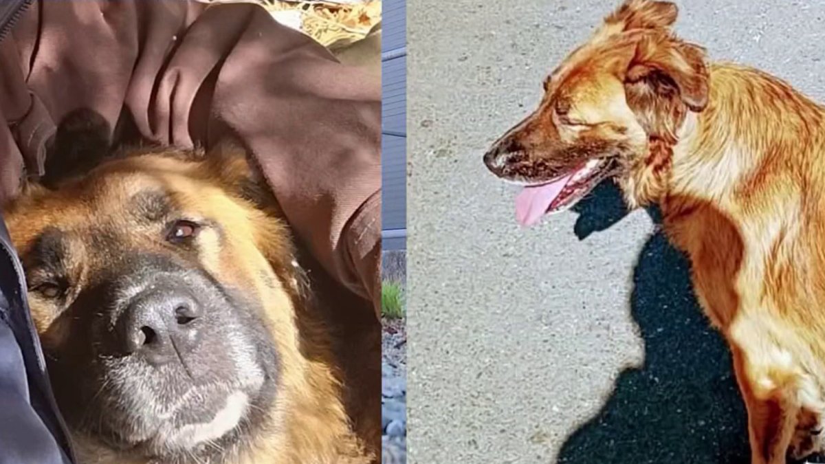 Federal judge blocks euthanasia of Berkeley service dog amid legal battle – NBC Bay Area