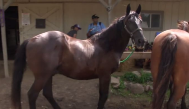 Horses returned to Milford stable after Oakland County Animal Control seizure