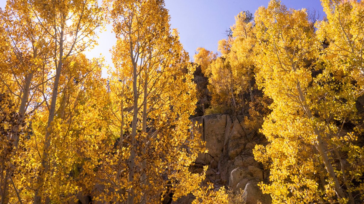 Leaf peepers, be cheered: The California Fall Color blog is in full foliage mode – NBC Los Angeles