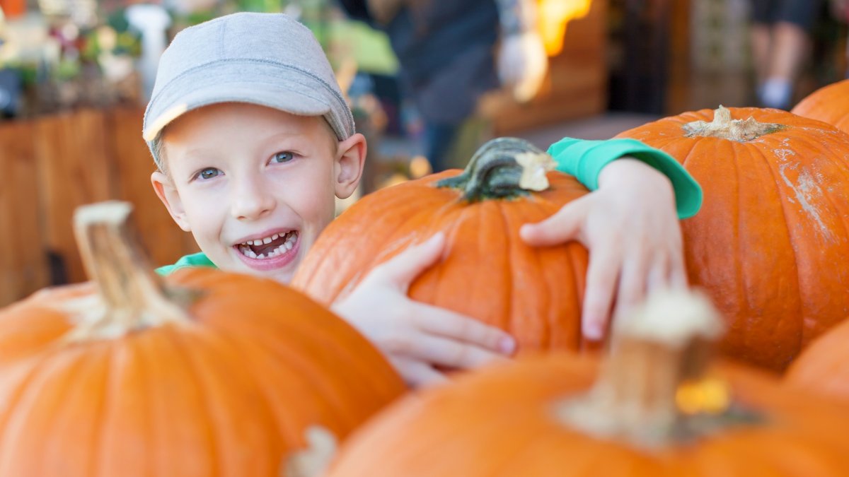 Family fun times with fall flair are popping up in OC; some are free, too – NBC Los Angeles