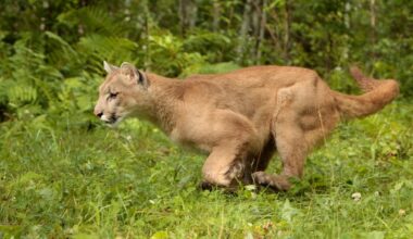 Mountain Lion Sprints Through Streets of San Francisco (Video)