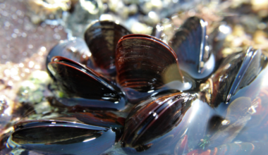 Golden mussels were first detected in California in 2024, and within a single year they had colonised the entire distribution system of the Arvin-Edison Water Storage District, forcing a 30-day chemical eradication that cost three million dollars