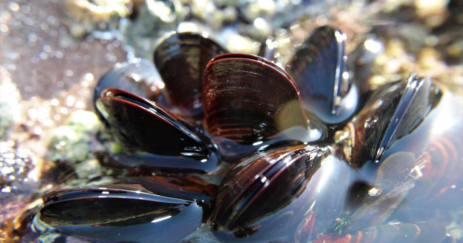 Golden mussels were first detected in California in 2024, and within a single year they had colonised the entire distribution system of the Arvin-Edison Water Storage District, forcing a 30-day chemical eradication that cost three million dollars