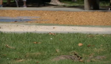 Less grass, more bark coming to city parks across California – NBC Bay Area