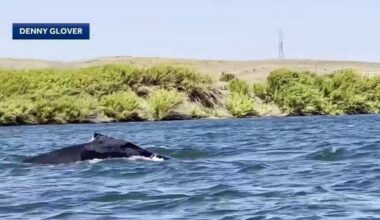 Humpback whale spotted swimming in Sacramento River – NBC Bay Area