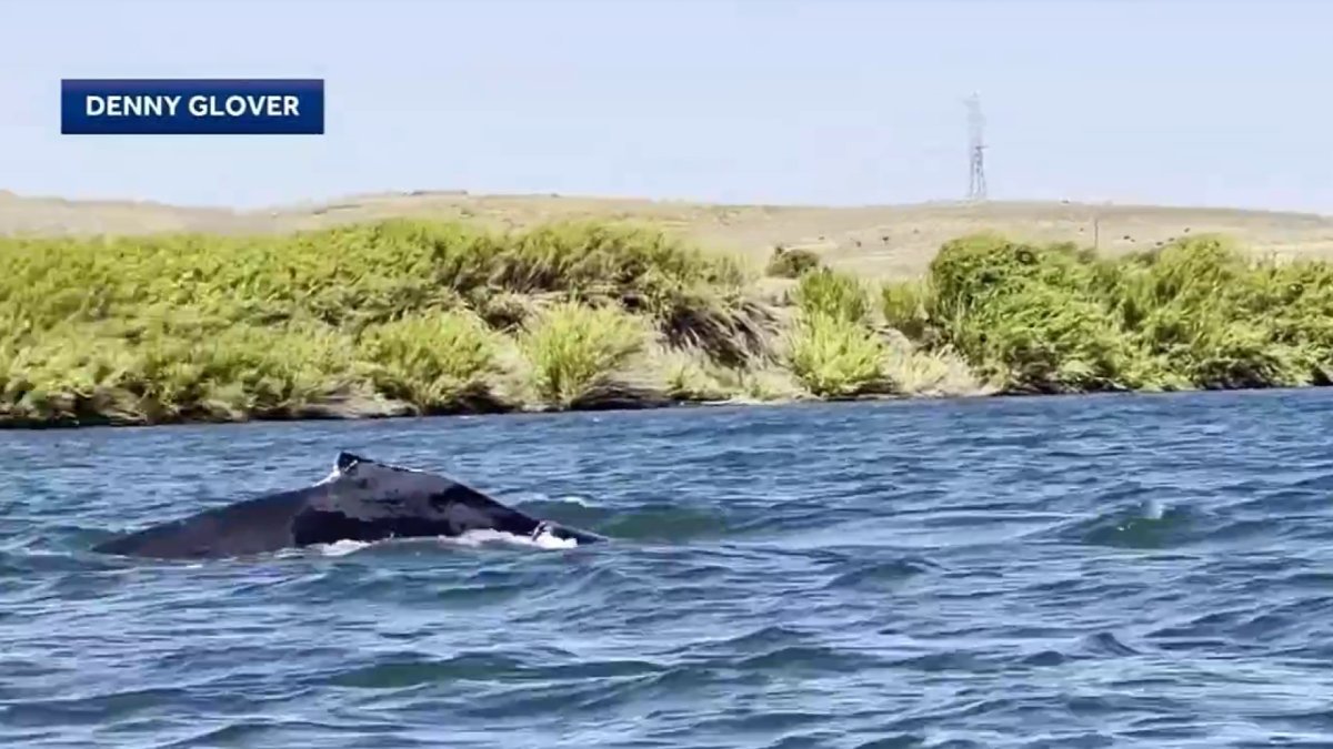 Humpback whale spotted swimming in Sacramento River – NBC Bay Area
