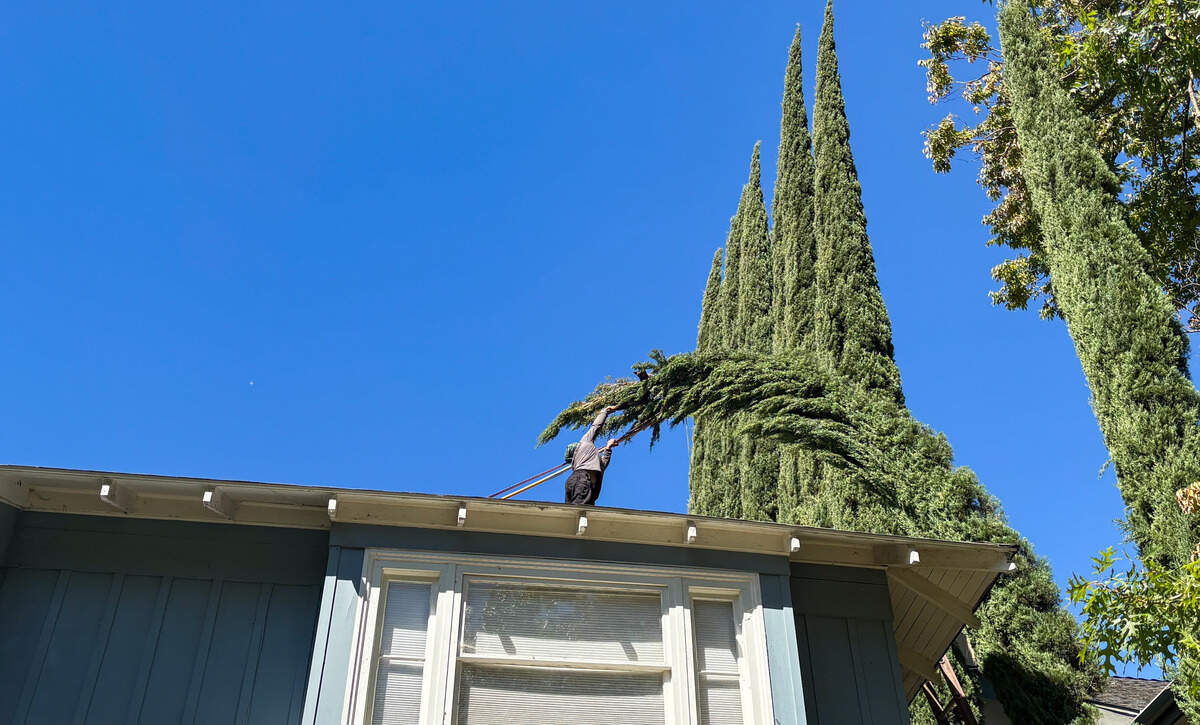 A cat is rescued by Jaramillo Tree Services in Sacramento’s Boulevard Park neighborhood on Saturday.