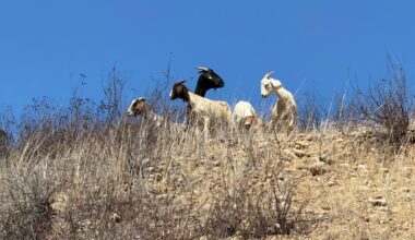 Almost 500 goats arrive at MCAS Miramar as eco-friendly wildfire tool – NBC 7 San Diego