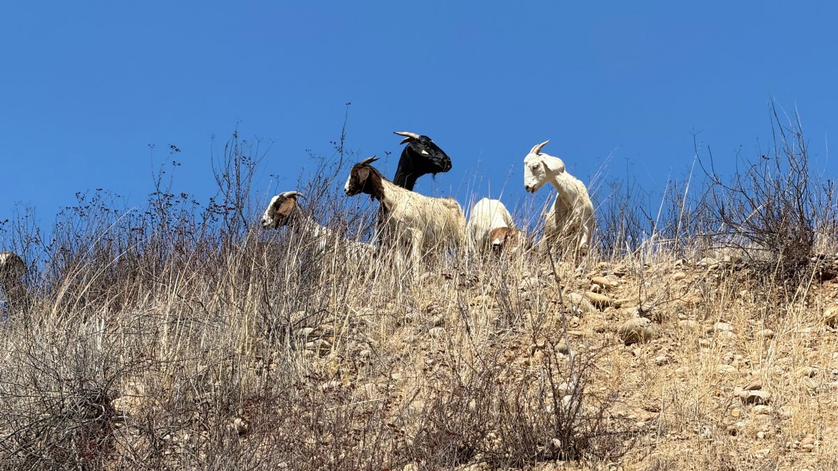 Almost 500 goats arrive at MCAS Miramar as eco-friendly wildfire tool – NBC 7 San Diego