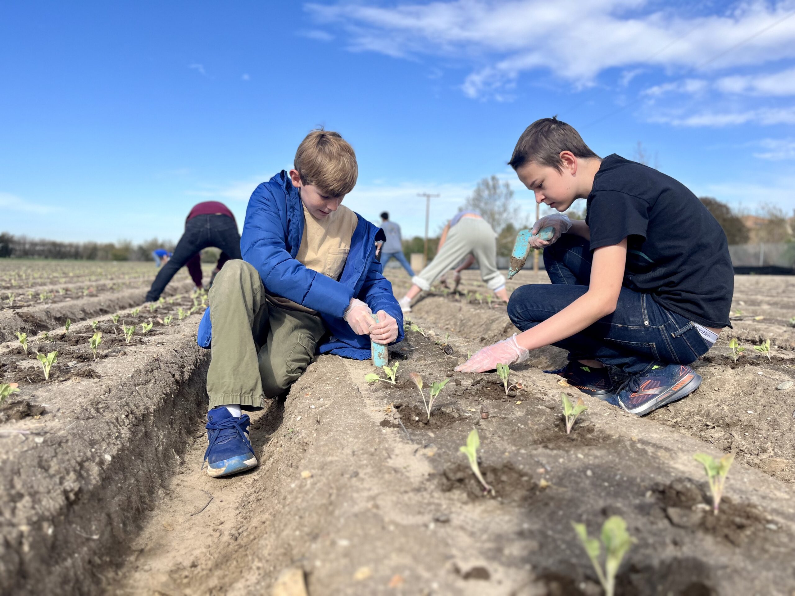 Two students kneel in a farm field planting young seedlings while other participants work in rows behind them under a blue sky.
