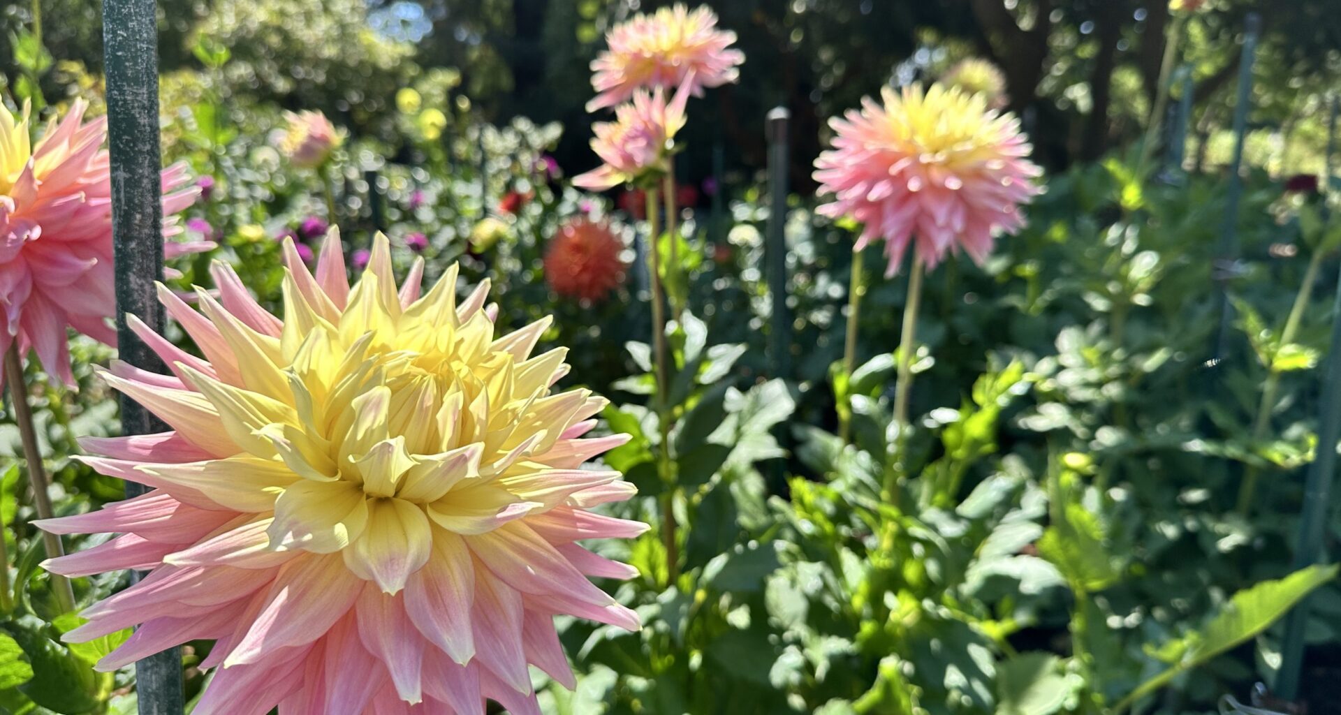 5 Oakland events from September 5 to 9