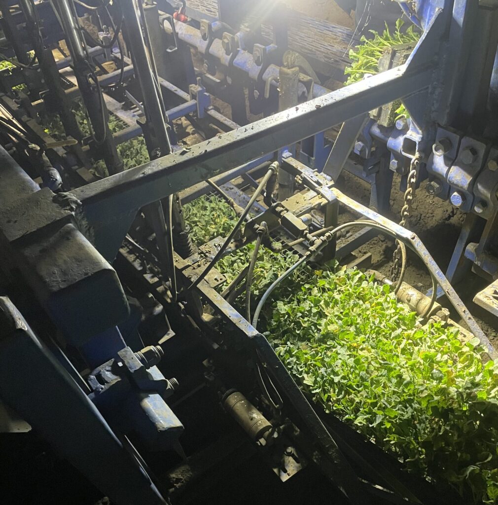 salad green seedlings loaded in rows into a planting machine made of blue metal, outside under bright lights at night