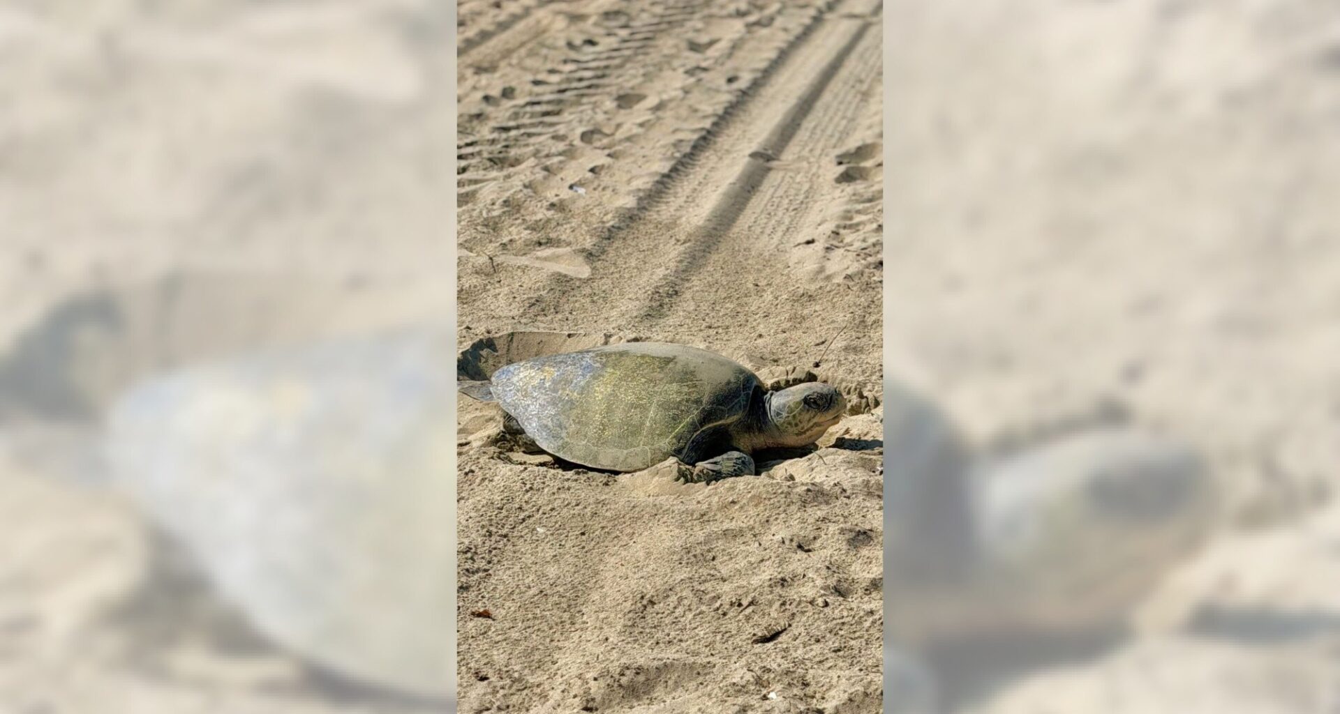 Nesting olive ridley sea turtle off OC beaches is a first recorded for West Coast – Daily News