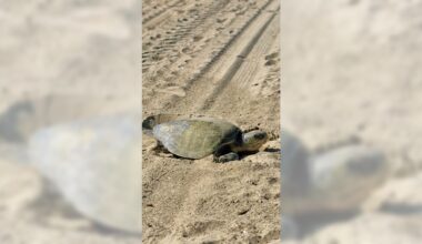Nesting olive ridley sea turtle off OC beaches is a first recorded for West Coast – Daily News