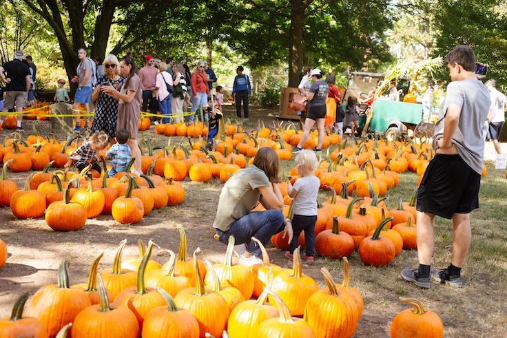 a pumpkin patch at Oakland Cemetery