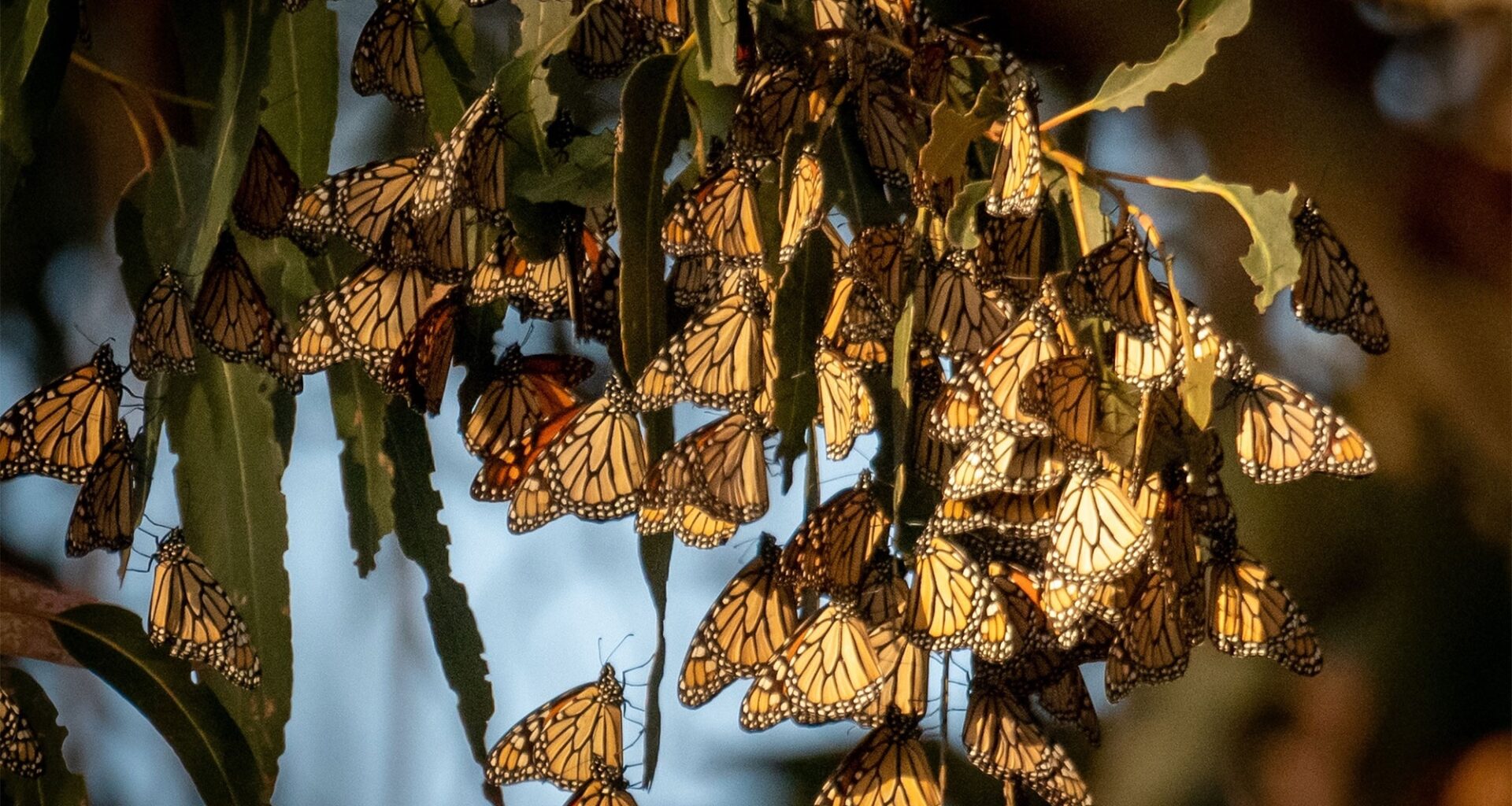 Spotted a western monarch? Conservationists are asking public to report sightings • The Mendocino Voice