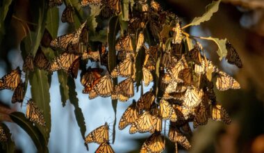 Spotted a western monarch? Conservationists are asking public to report sightings • The Mendocino Voice