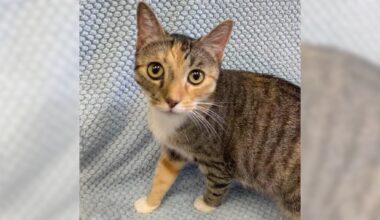Pets of the Week: Gwendolyn and Aaron are ready for adoption – Press Telegram
