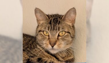 Pets of the Week: Stacy and Igazu are ready for adoption – Press Telegram