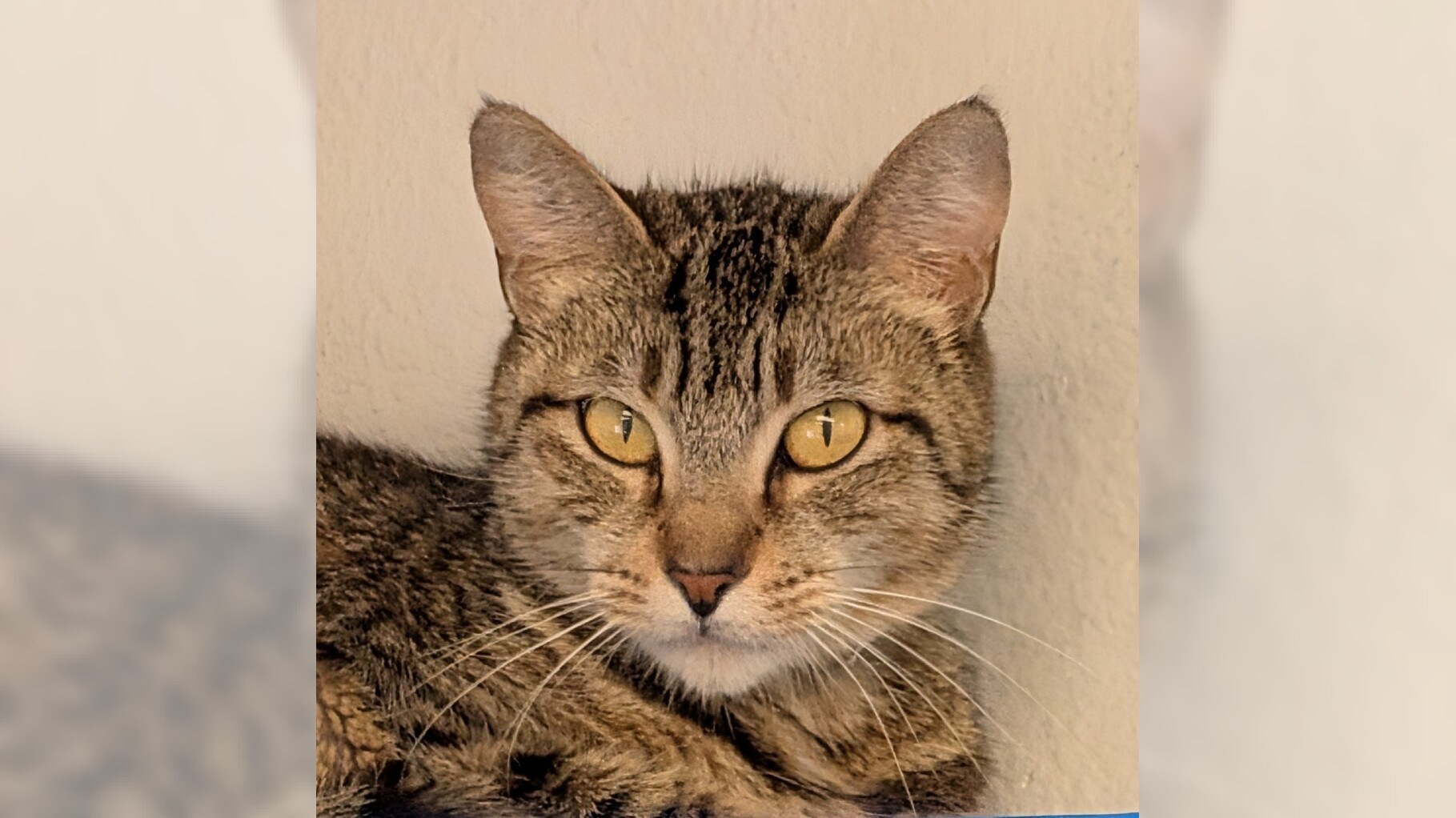 Pets of the Week: Stacy and Igazu are ready for adoption – Press Telegram