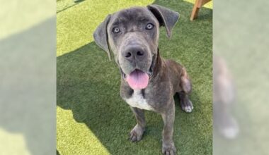 Pets of the Week: Axle and Superstar are ready for adoption – Press Telegram