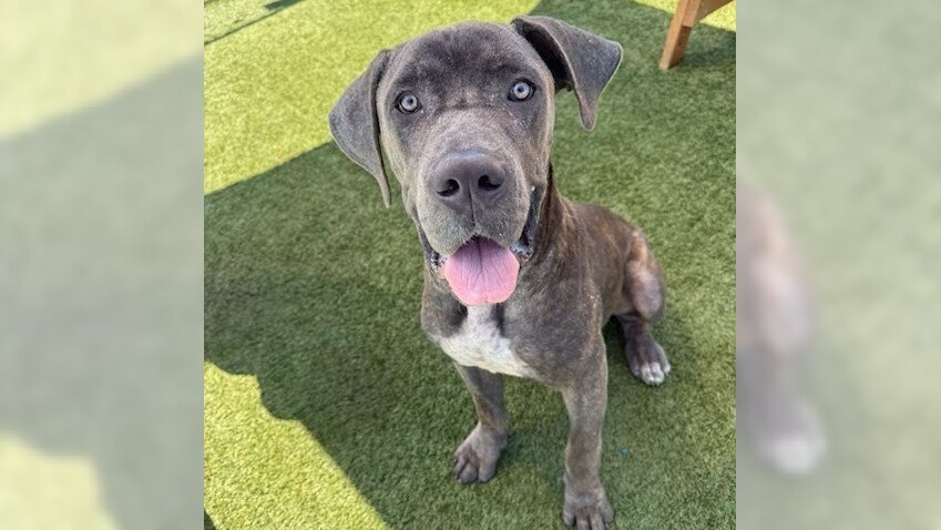 Pets of the Week: Axle and Superstar are ready for adoption – Press Telegram