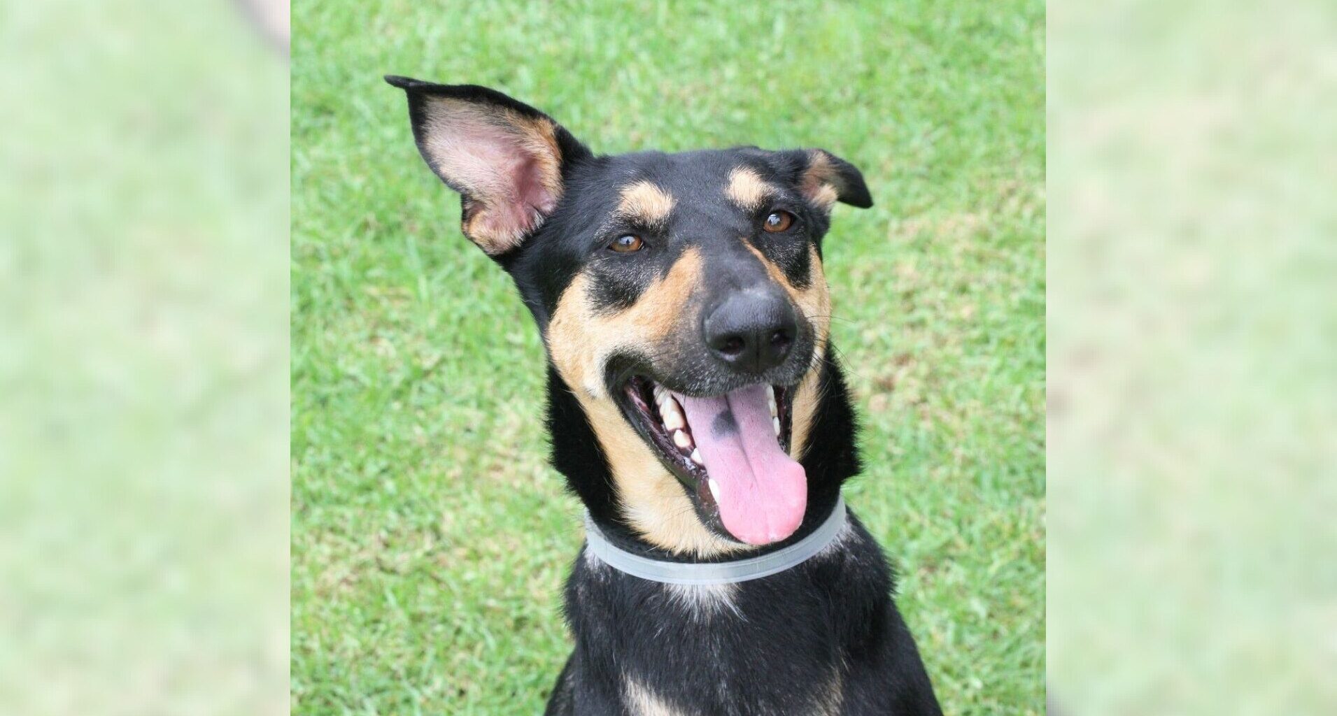 Pets of the Week: Isabella and Kylie are ready for adoption – Press Telegram