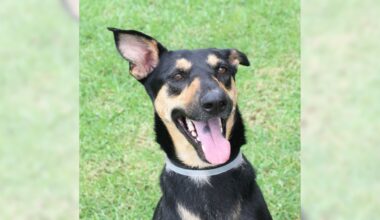 Pets of the Week: Isabella and Kylie are ready for adoption – Press Telegram
