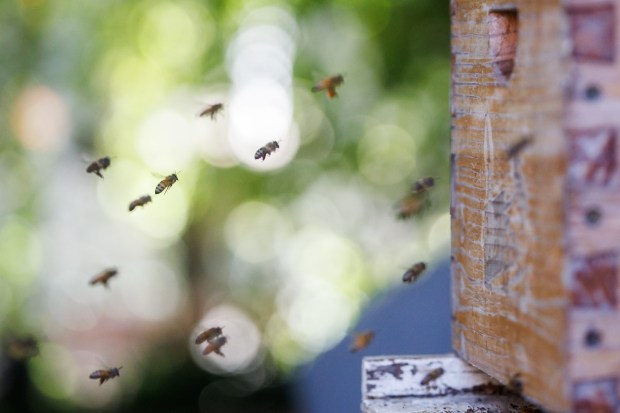 Honey bees fly around a beehive in the backyard of beekeeper Bryan Godfrey of San Jose during a demonstration on June 9, 2026, in San Jose, Calif. (Dai Sugano/Bay Area News Group)
