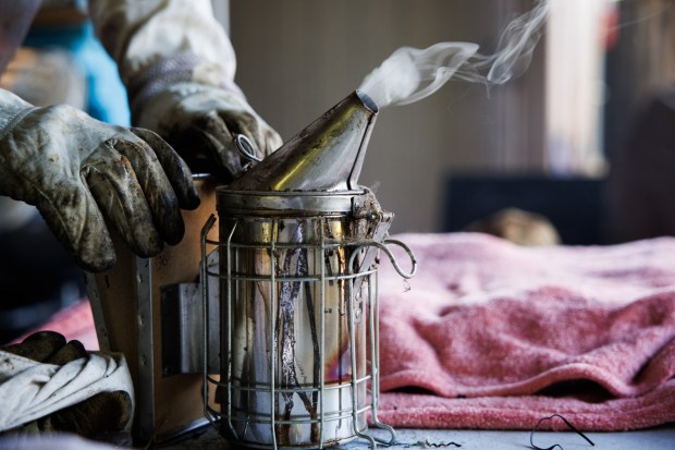 Beekeeper Bryan Godfrey of San Jose prepares a smoker as he demonstrates transferring honey bees to a larger beehive in his backyard on Tuesday, June 9, 2026. (Dai Sugano/Bay Area News Group)