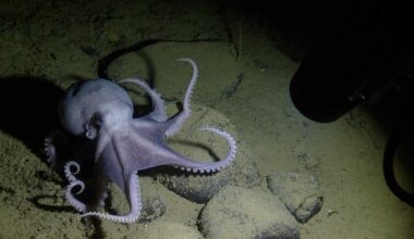 A 12-foot robot swept a laser 10 feet over the largest known octopus nursery, 10,500 feet down off California, where warm springs hatch the eggs in under two years instead of five to eight