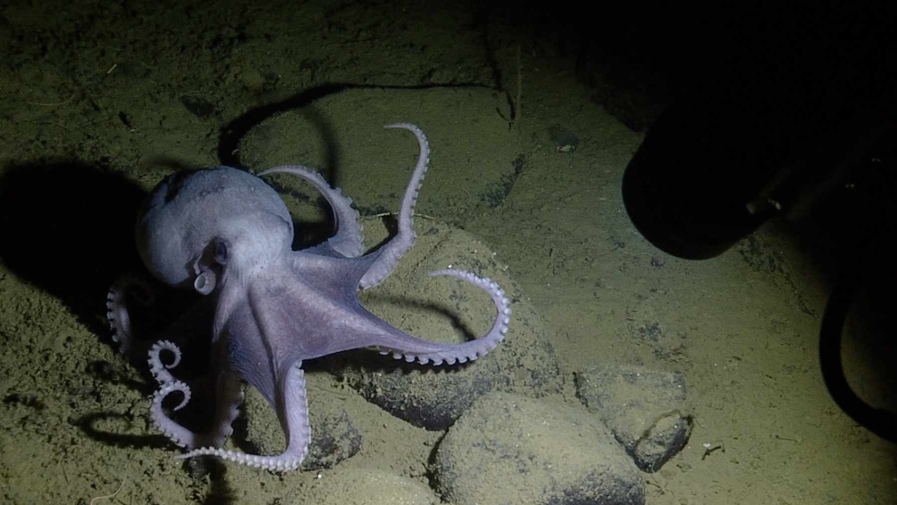 A 12-foot robot swept a laser 10 feet over the largest known octopus nursery, 10,500 feet down off California, where warm springs hatch the eggs in under two years instead of five to eight