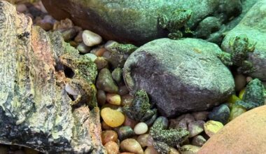 An endangered frog nursery in LA cares for hundreds of tadpoles until they're ready for the wild