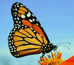 Californians encouraged to report monarch butterfly sightings