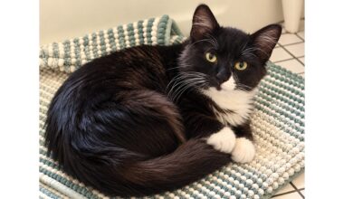 Mister never was an outdoor cat; he’s ready to be your loving, indoor buddy – Orange County Register